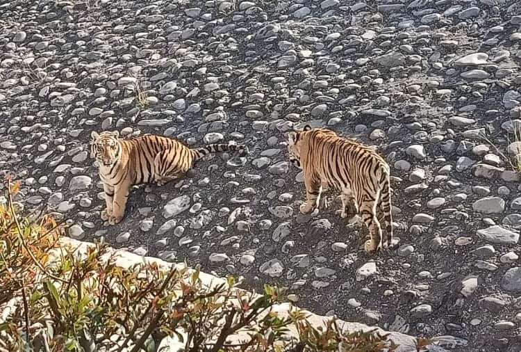 Chhatbir zoo of Punjab to reopen from today for People