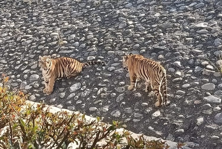 Chhatbir zoo of Punjab to reopen from today for People