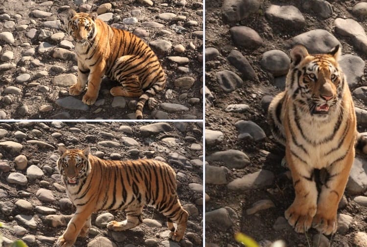 Chhatbir zoo of Punjab to reopen from today for People