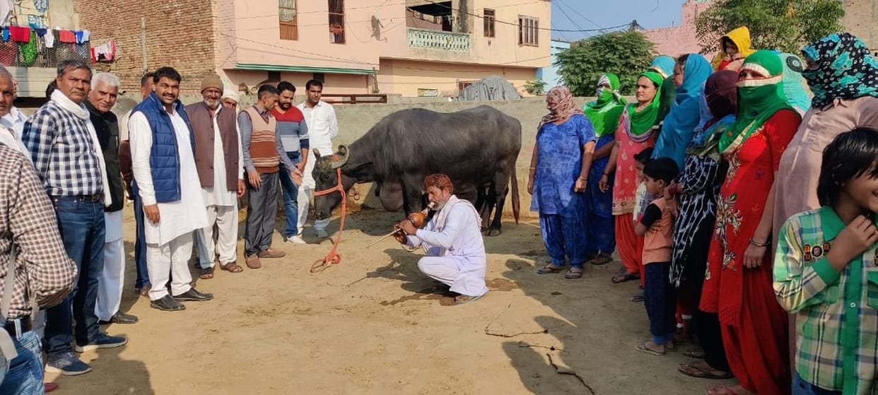 Farmers play bean in front of buffalo to awaken central government