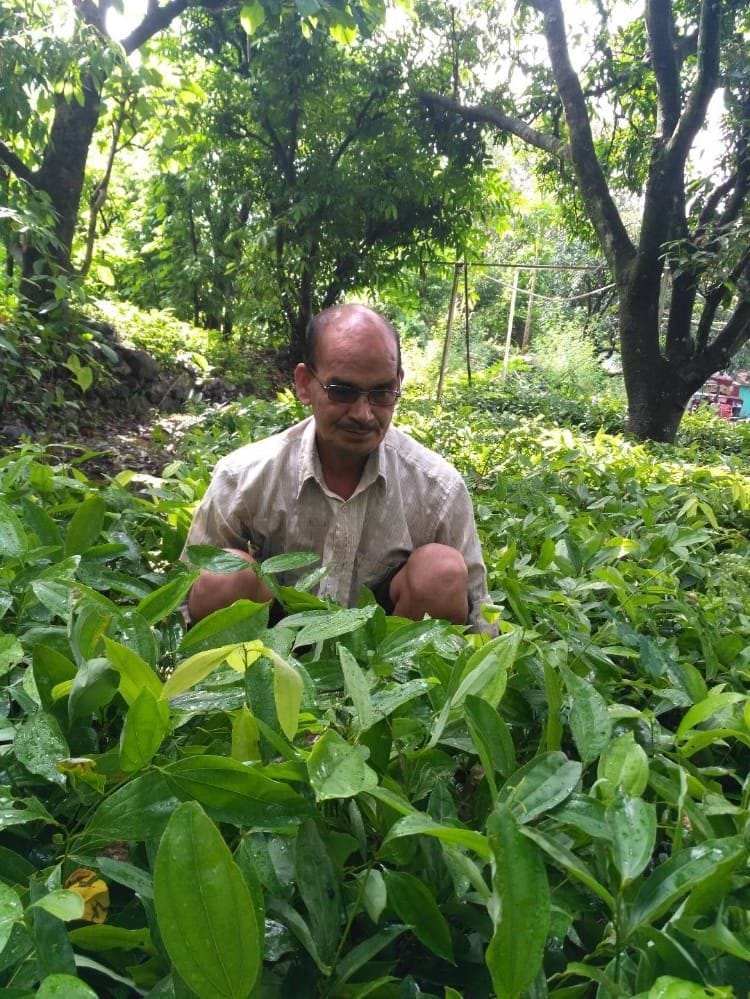Bhujiaghat has identified Tejapatta Zone, Tejapatta has become a source of employment for more than two hundred families