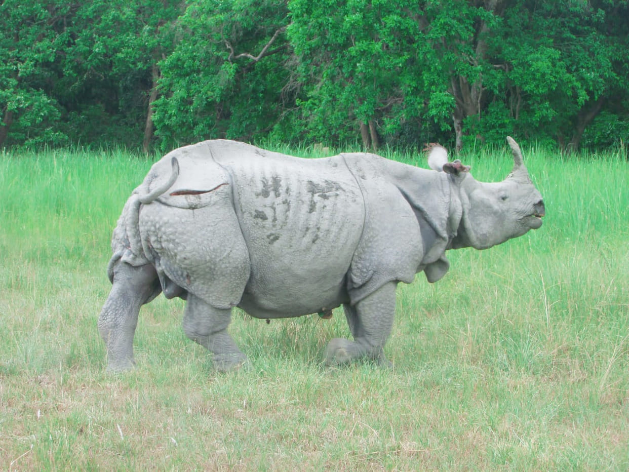 Wild Animals