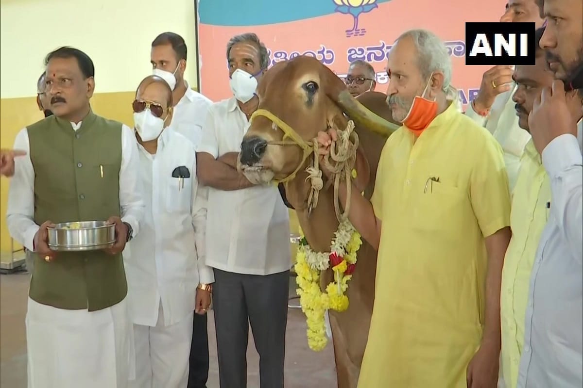 Anti-cow slaughter bill passed in Karnataka State assembly BJP leaders and workers celebrate by worshipping cow