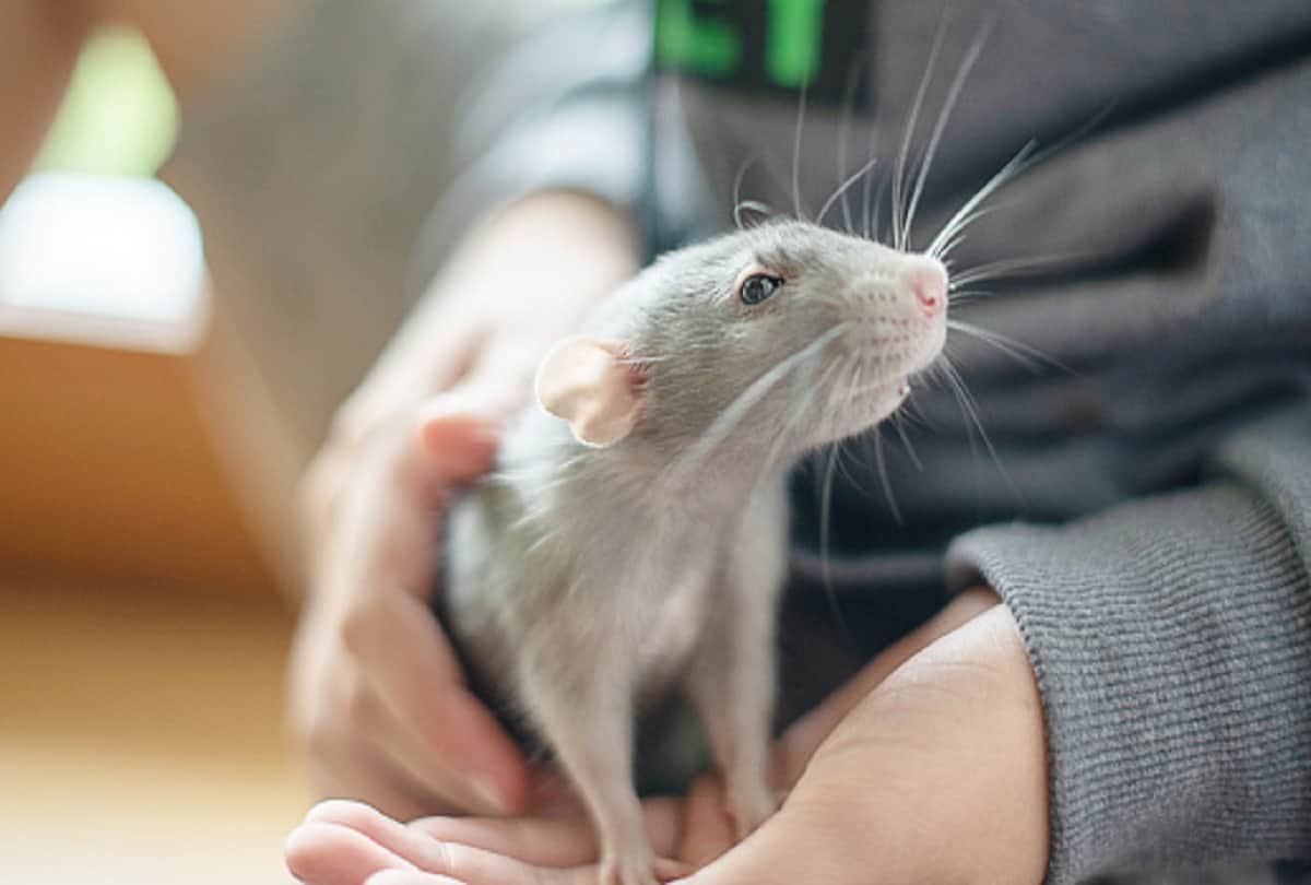 Leptospirosis disease spreading from rats after encephalitis