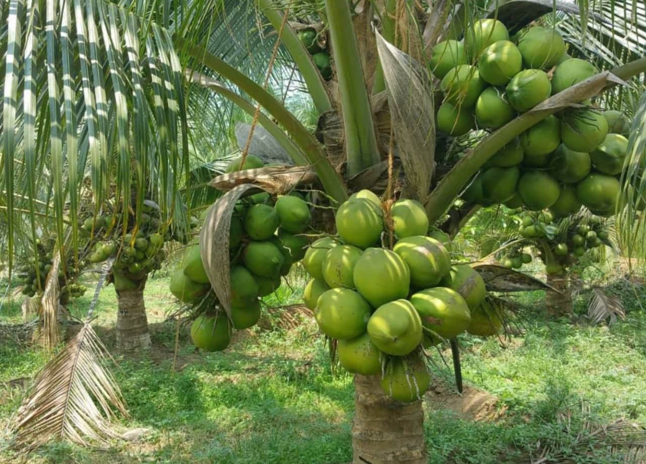 R Madhavan Makes barren land fertile in Tamil Nadu plans to replicate the model worldwide