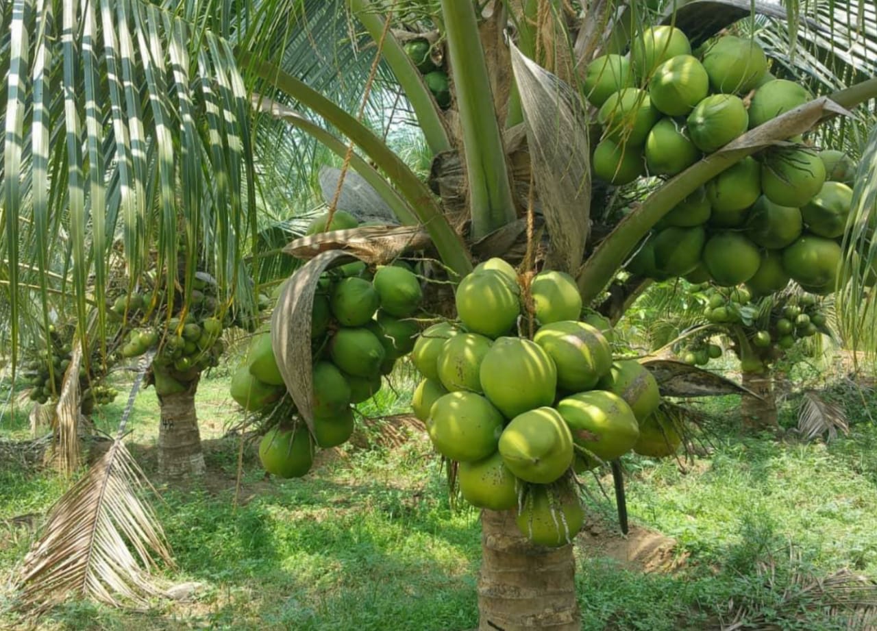 R Madhavan Makes barren land fertile in Tamil Nadu plans to replicate the model worldwide