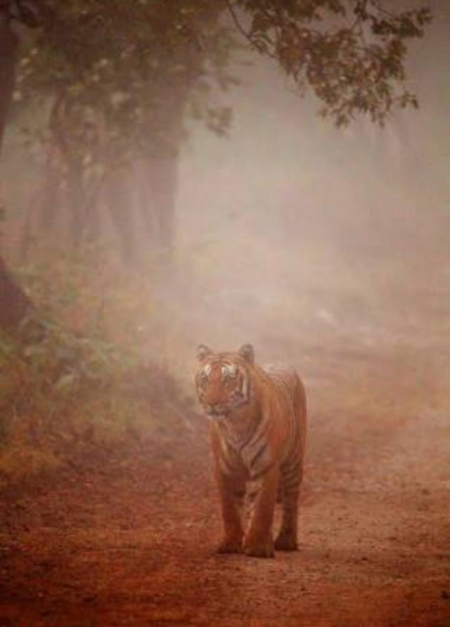Wild Animals