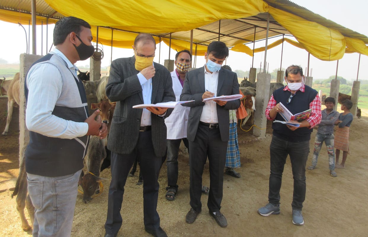 Cows, veterinarians and secretaries suspended in the pond near Goshala