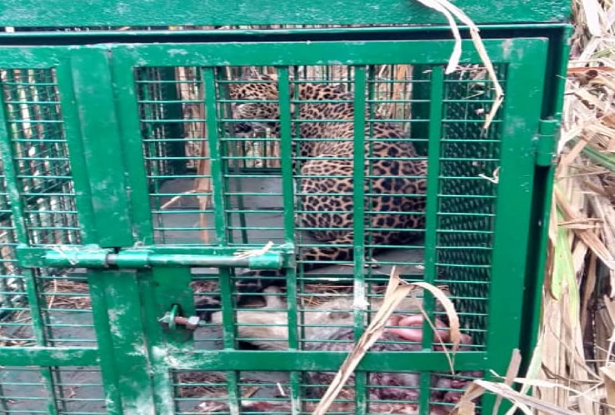 Forest department team caught leopard in Rampur