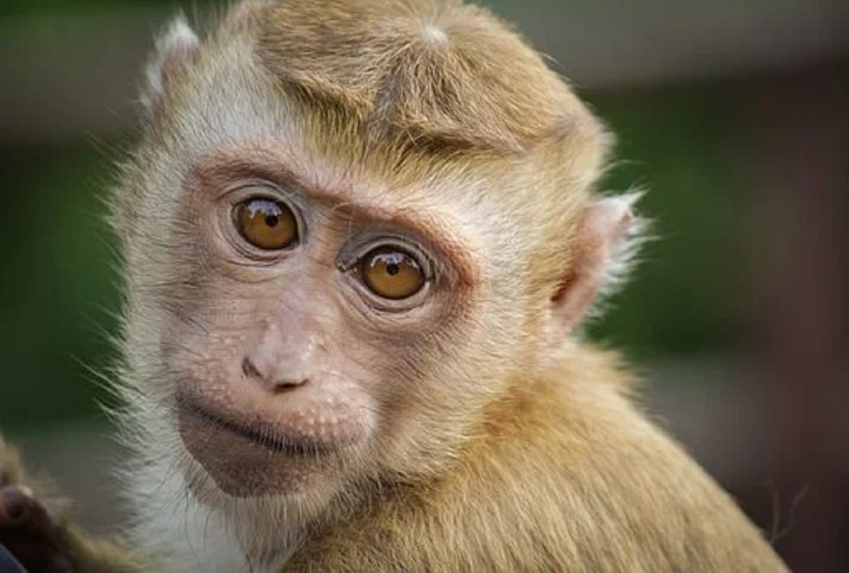 Dhanbad Monkey Murder in Cage By Breaking both Hands, officer sought postmortem Report