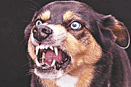 Dogs killed six people