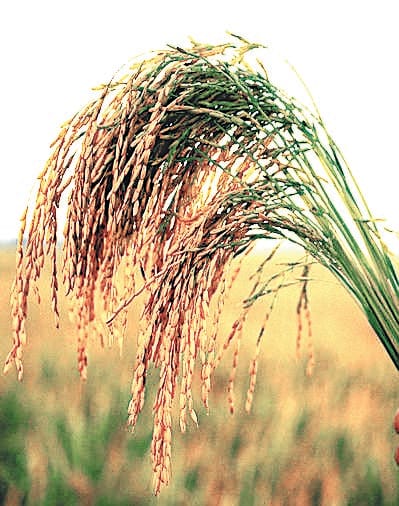 Investigation of farmers selling paddy at government weighing centers starts