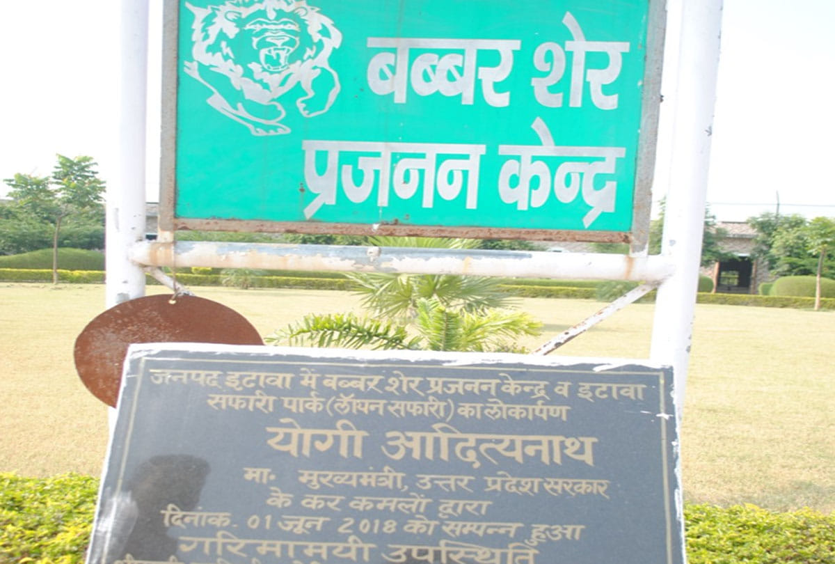 Cubs born in Lion Safari etawah