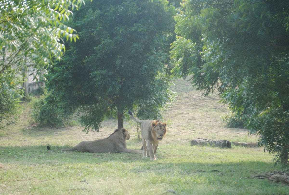 Cubs born in Lion Safari etawah