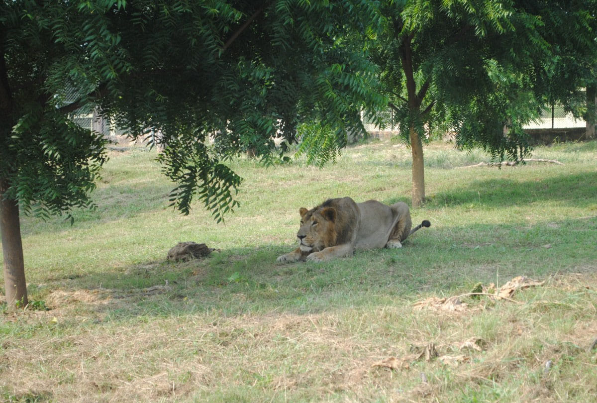 Cubs born in Lion Safari etawah