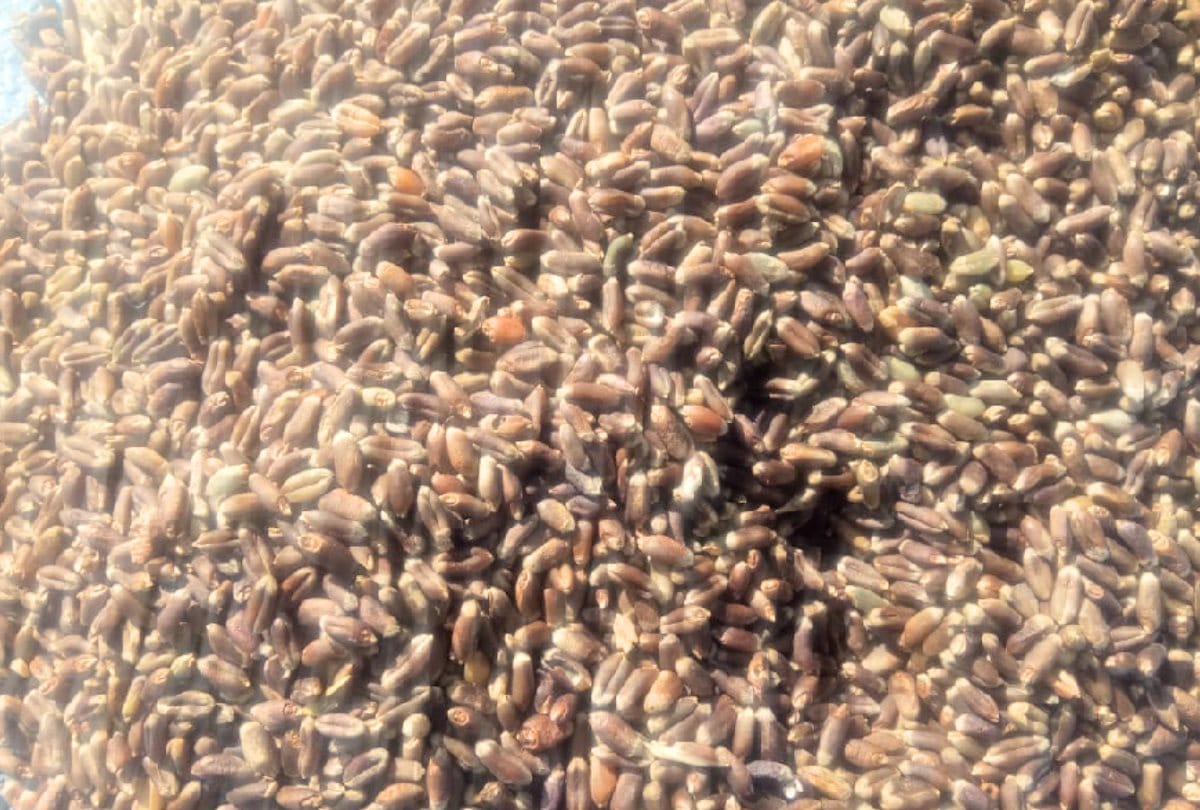 farmers intrusted in black wheat farming
