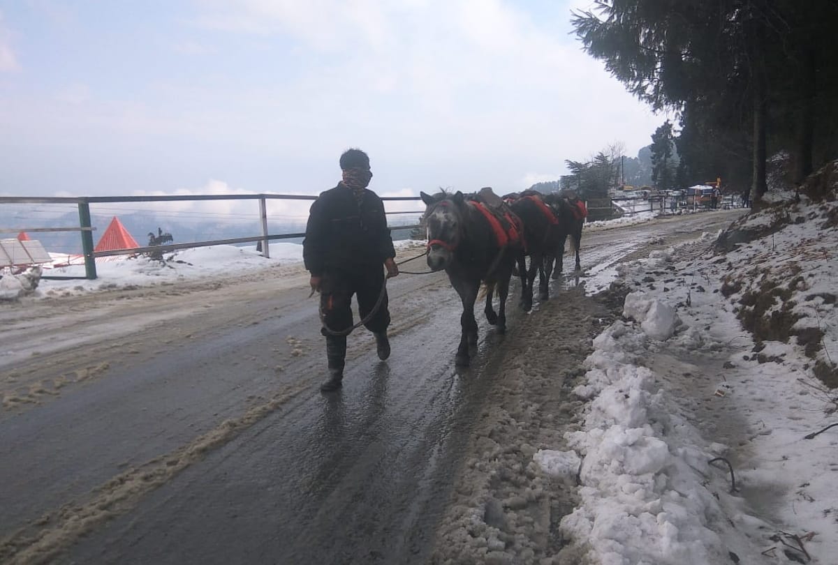 snowfall shimla: The tourists enjoyed the snow, skiing in Kufri, see pics