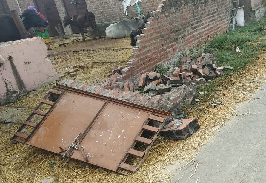 Elephant collapses wall of gaushala with door