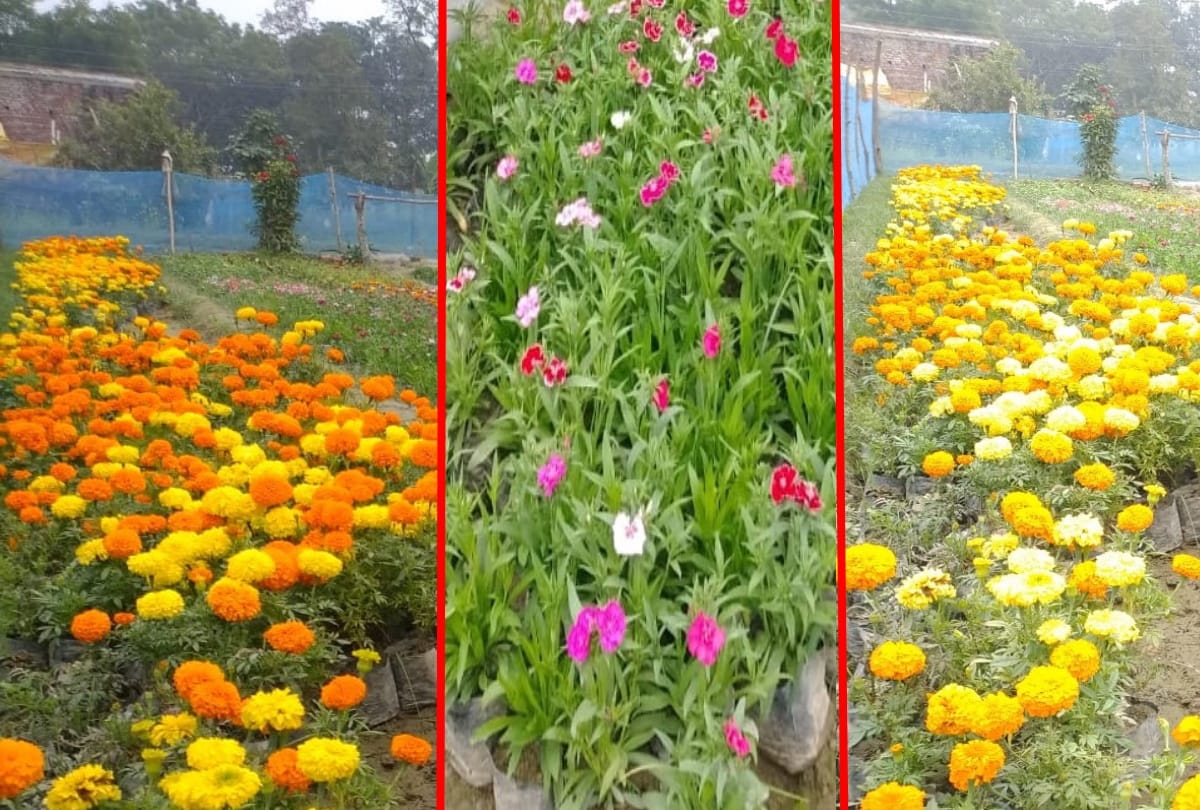 Dinanath income increased by flower nursery in Maharajganj