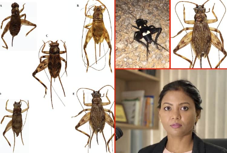 Professor of Panjab University find 20 new species of cricket