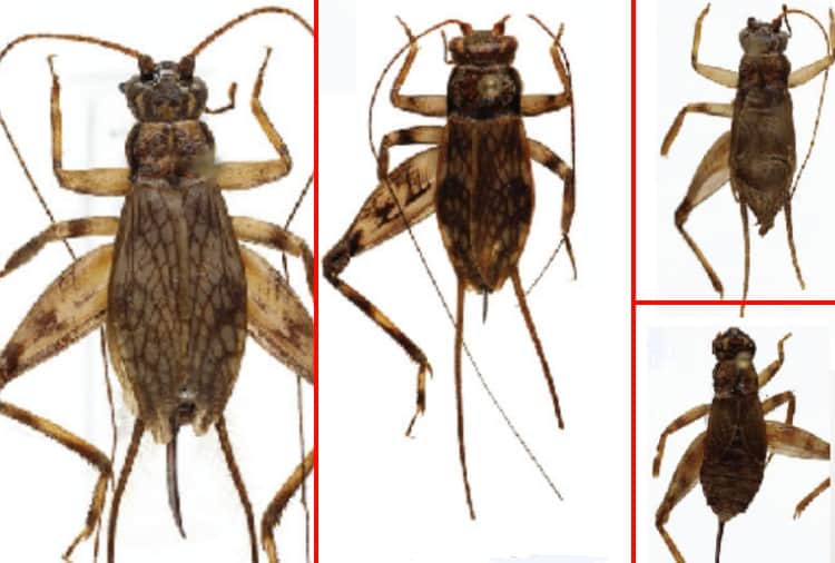 Professor of Panjab University find 20 new species of cricket