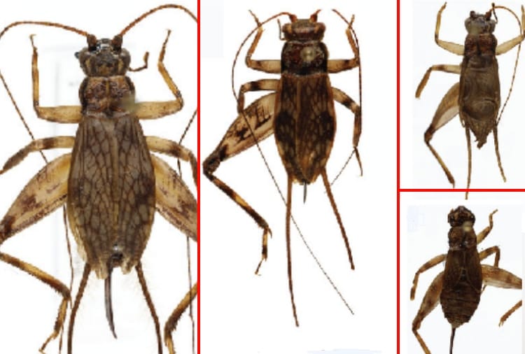 Professor of Panjab University find 20 new species of cricket