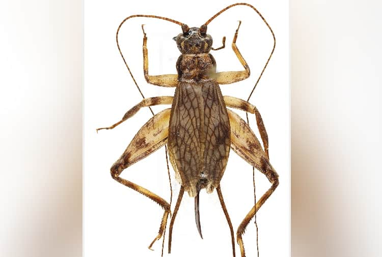 Professor of Panjab University find 20 new species of cricket