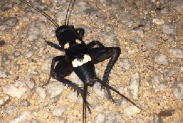 Professor of Panjab University find 20 new species of cricket