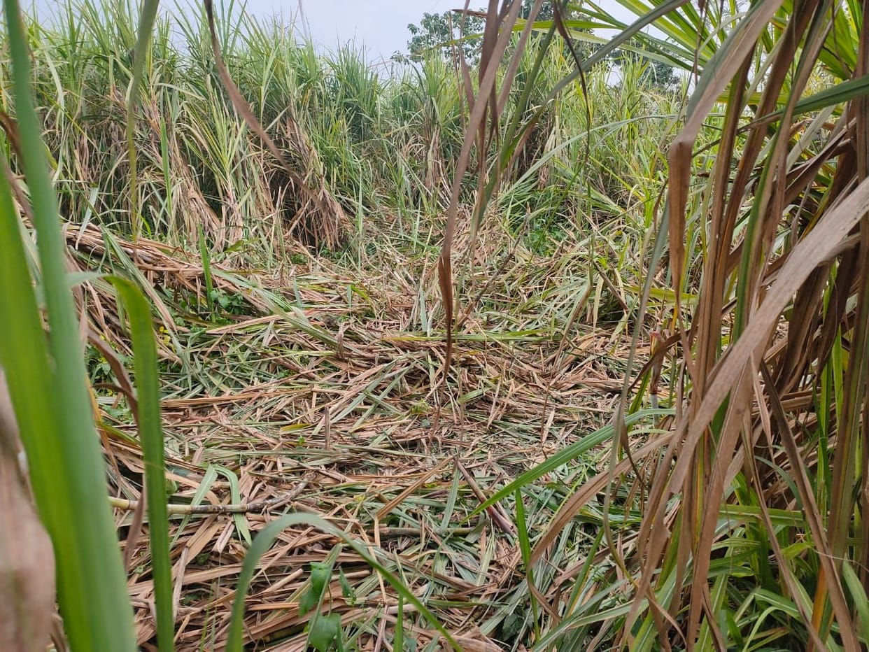 Huts broken in Khamarkhata, crushed sugarcane crop in Bemetabangar KeshavHuts broken in Khamarkhata, crushed sugarcane crop in Bemetabangar Keshav
