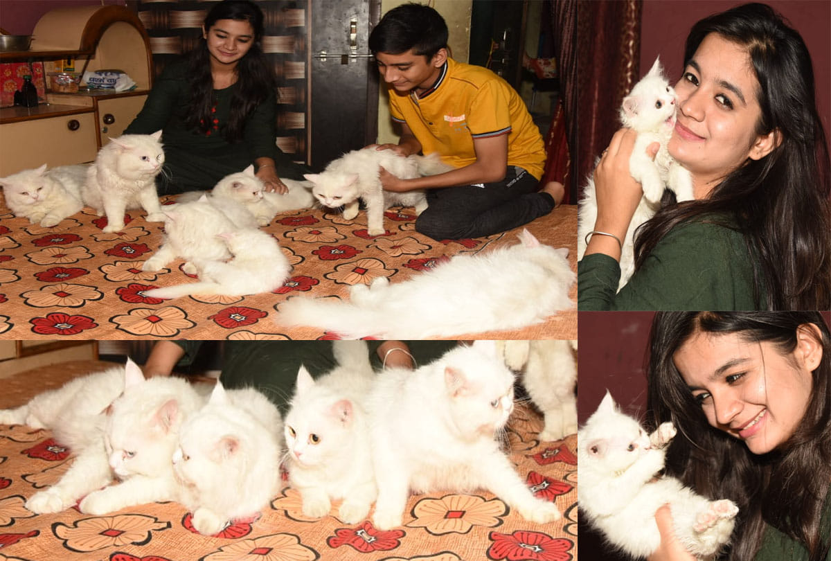 10 exotic cats in this house in kanpur, see photos