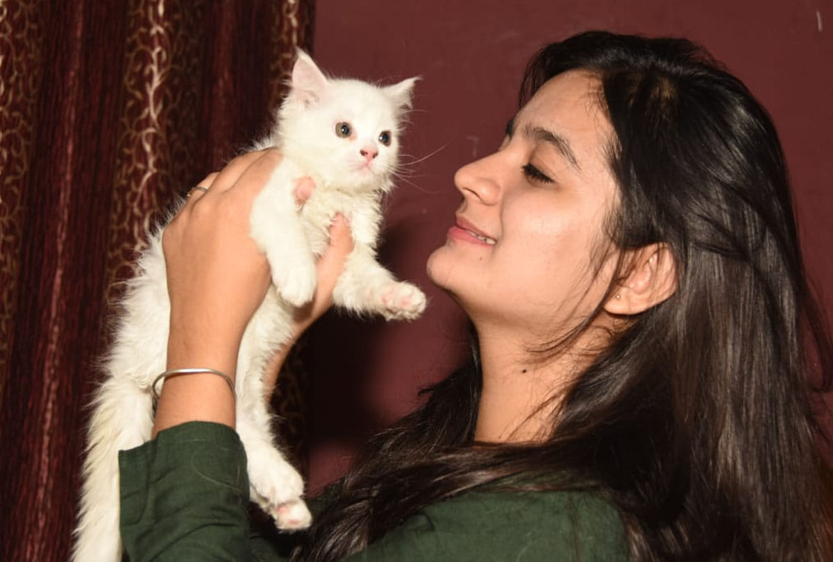 10 exotic cats in this house in kanpur, see photos