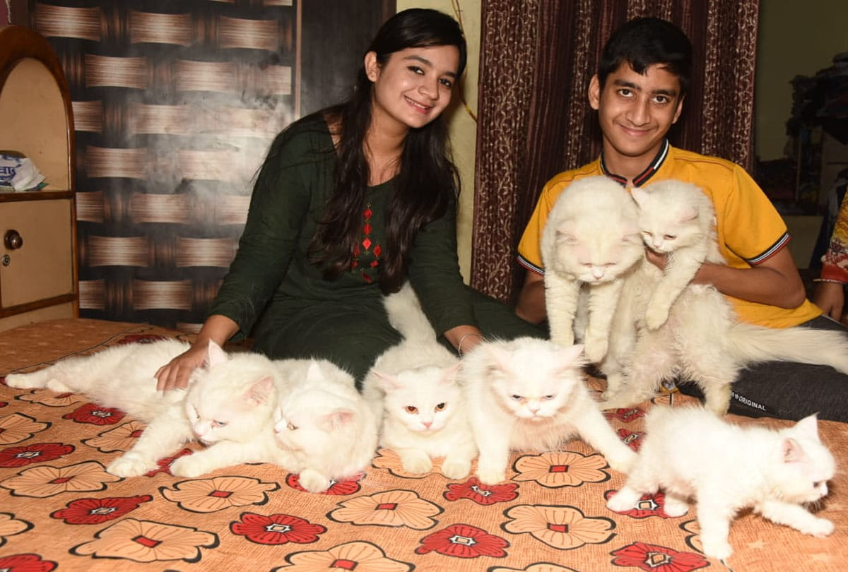 10 exotic cats in this house in kanpur, see photos