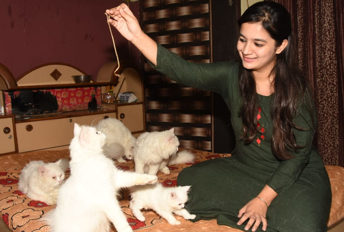 10 exotic cats in this house in kanpur, see photos