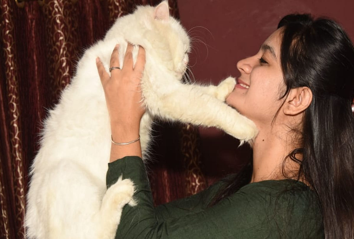 10 exotic cats in this house in kanpur, see photos
