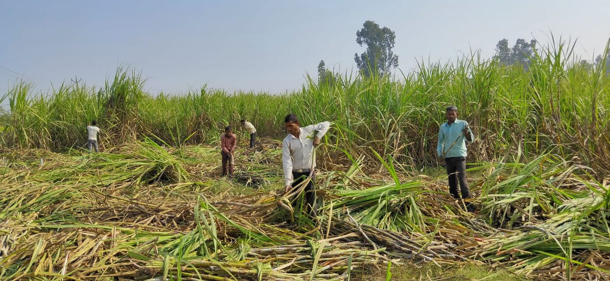 Relief from tiger departure, sugarcane harvesting intensifies