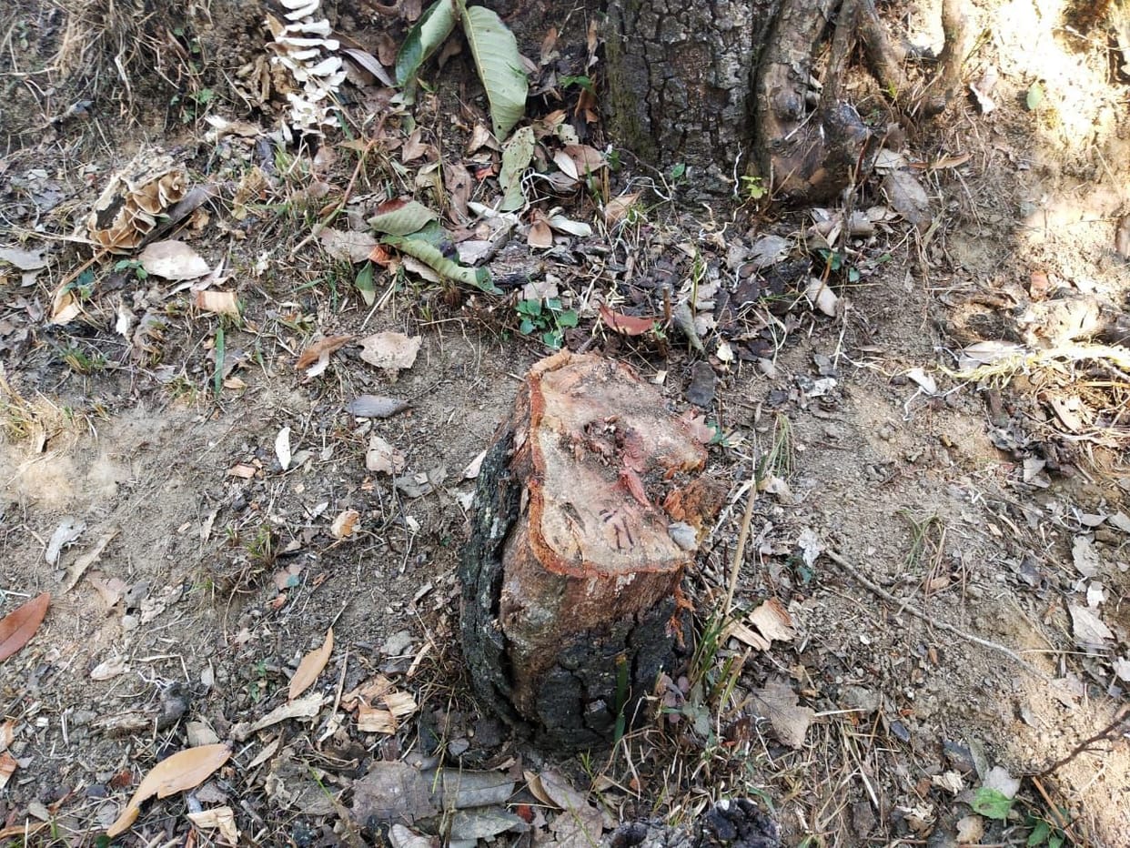 more than 70 trees being cut in chaukori