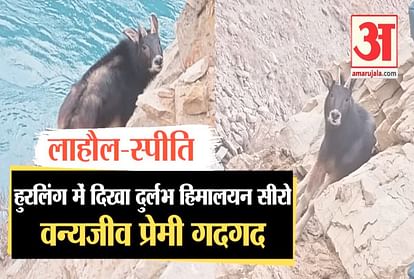 rare Himalayan sero seen in Hurling of Lahaul-Spit in himachal