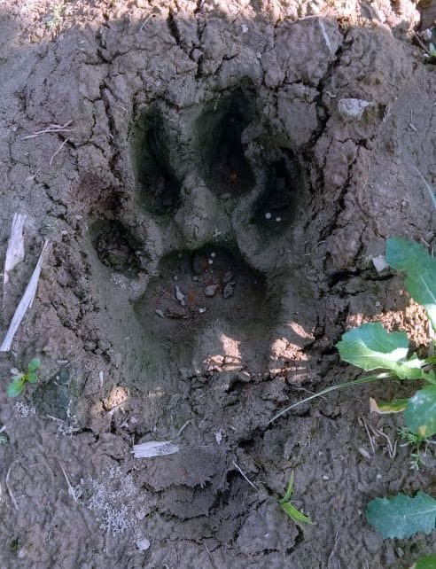 tiger footprint found