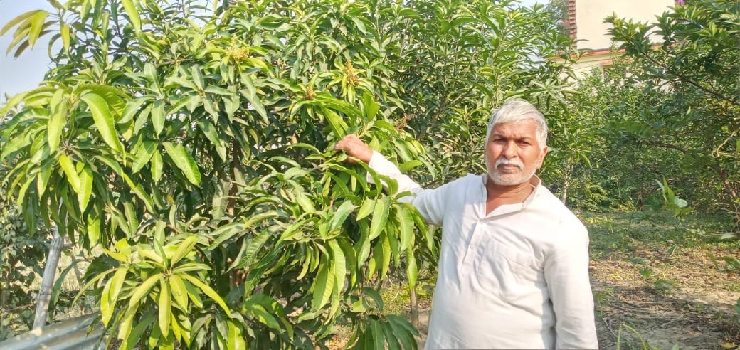Cultivation of spices, fragrance and taste of fruits in this garden