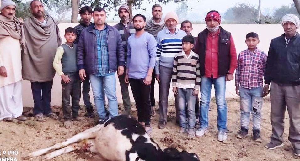 Anger erupted over lack of care for a sick cow in the cowshed
