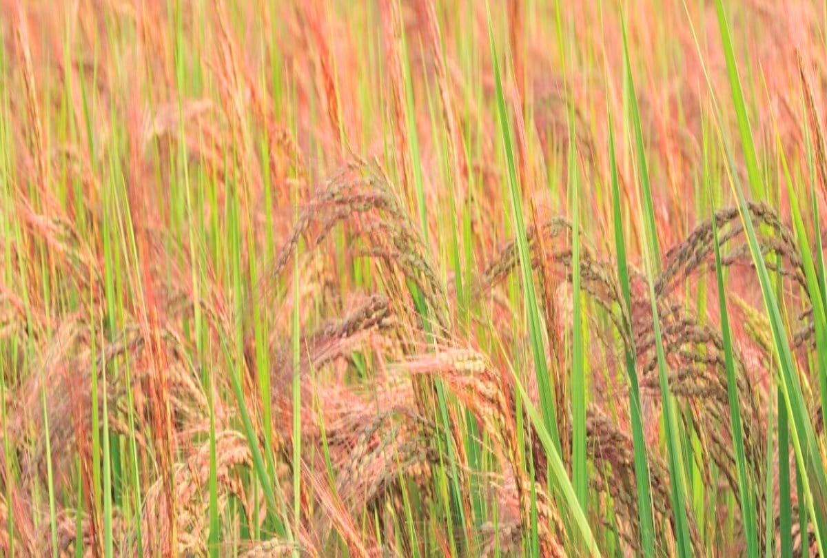 Saharanpur: farmers get lower prices, rice reaches expensive to consumers