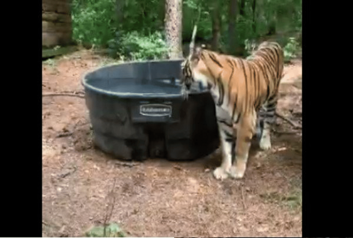 karnataka kodagu tiger uses bathtub for enjoying anand mahindra gives reaction