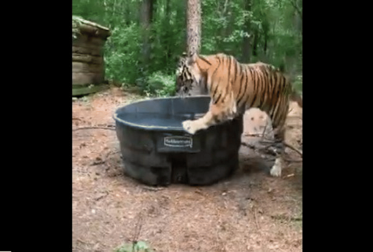 karnataka kodagu tiger uses bathtub for enjoying anand mahindra gives reaction