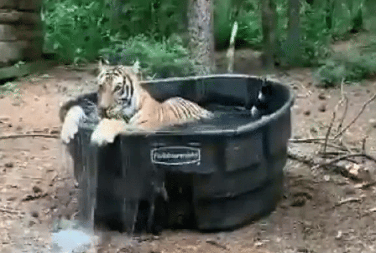 karnataka kodagu tiger uses bathtub for enjoying anand mahindra gives reaction