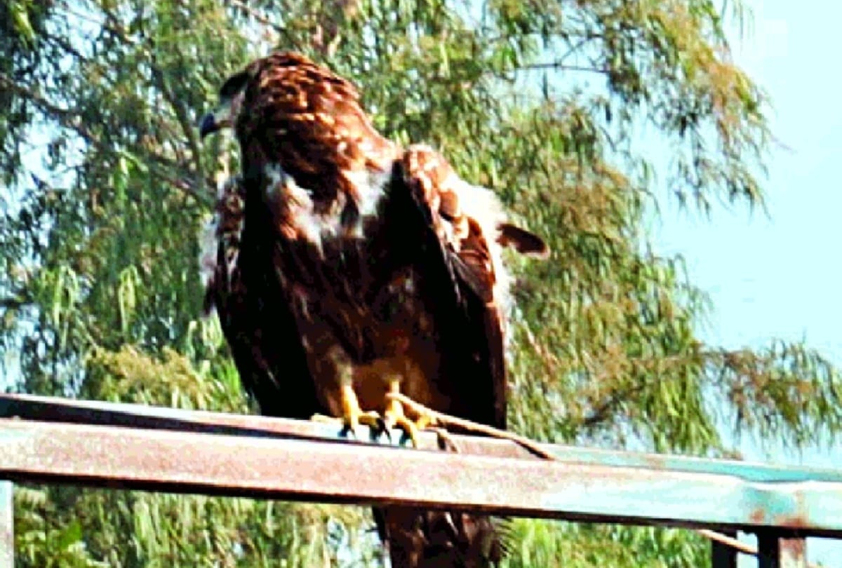 With the Nihangs eagle Pratap Singh also alert on border