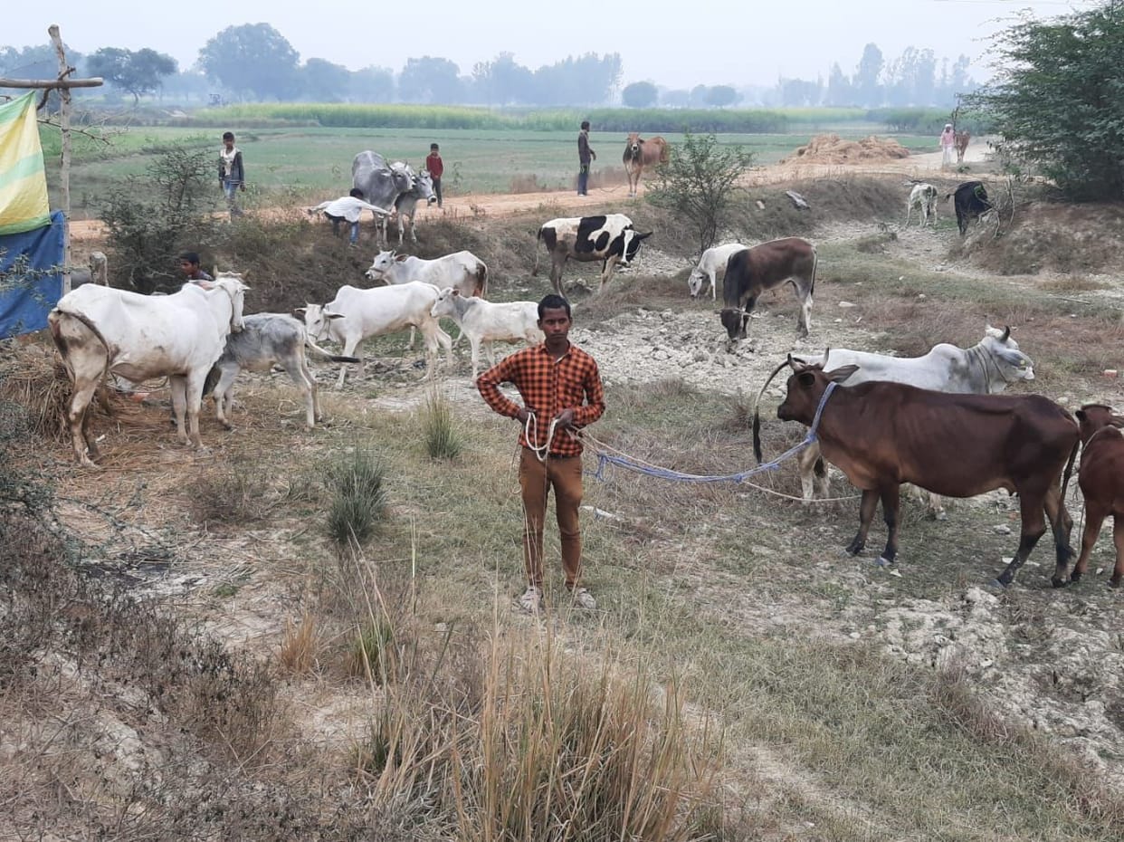 Villagers chased away hundreds of Anna cattle