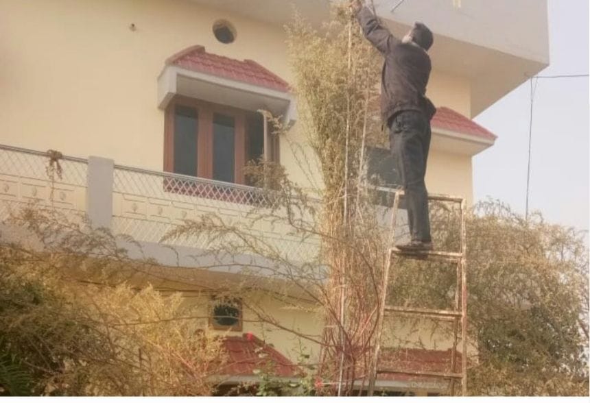 You will be stunned by the Bathu plant growing more than 18 feet
