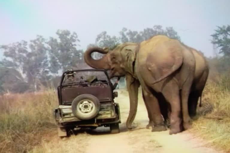 Photo of feeding biscuits to elephants in Corbett Park goes viral, park warden orders investigation into case given to Dhikala Ranger