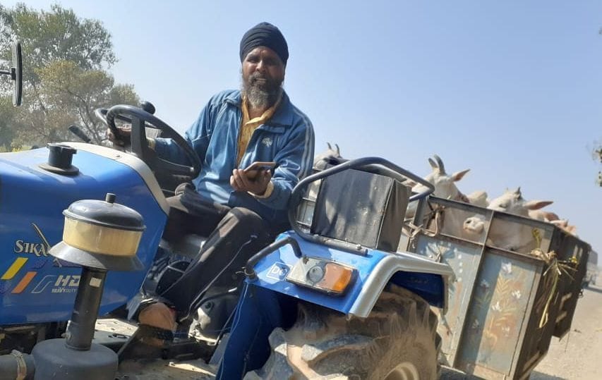 Farmer transported 30 stray cattle to cowshed