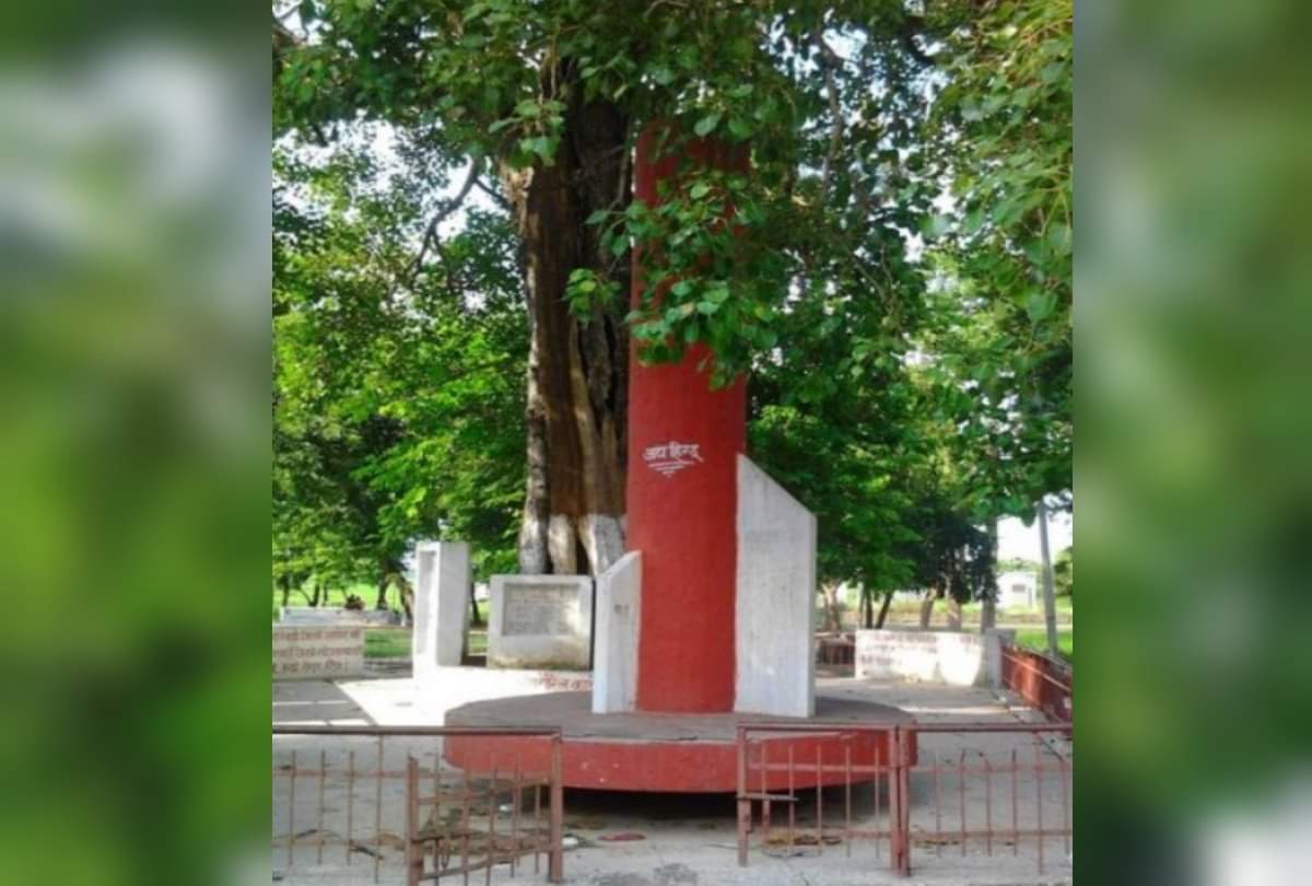 Amalaki Ekadashi 2021 amalaki do these remedies for mony on Amalaki Ekadashi